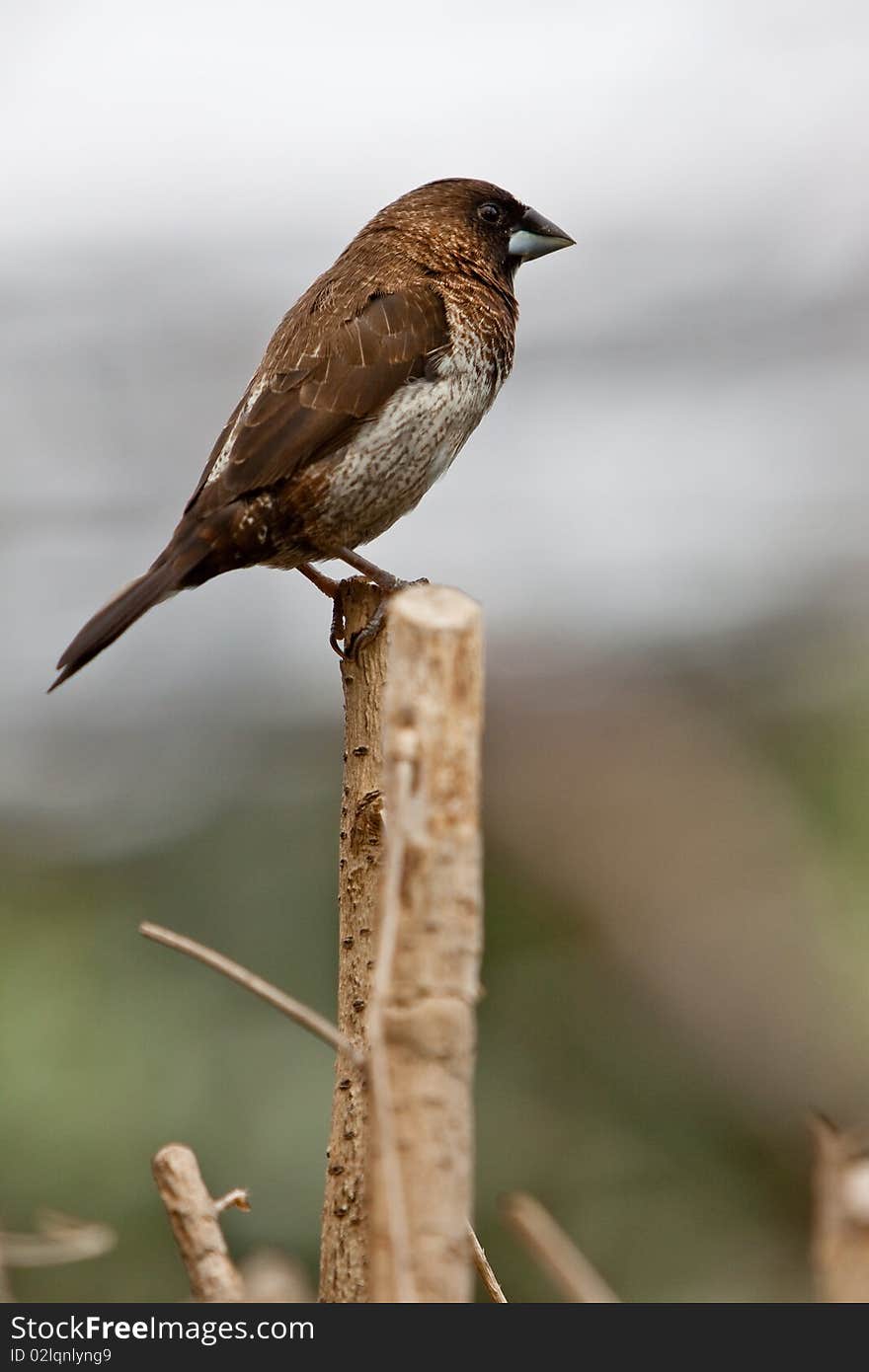 Small colorful tropical bird sitting on a branch. Small colorful tropical bird sitting on a branch