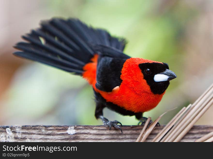 Small colorful tropical bird on a branch