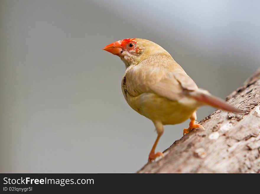 Small colorful tropical bird sitting on a branch. Small colorful tropical bird sitting on a branch