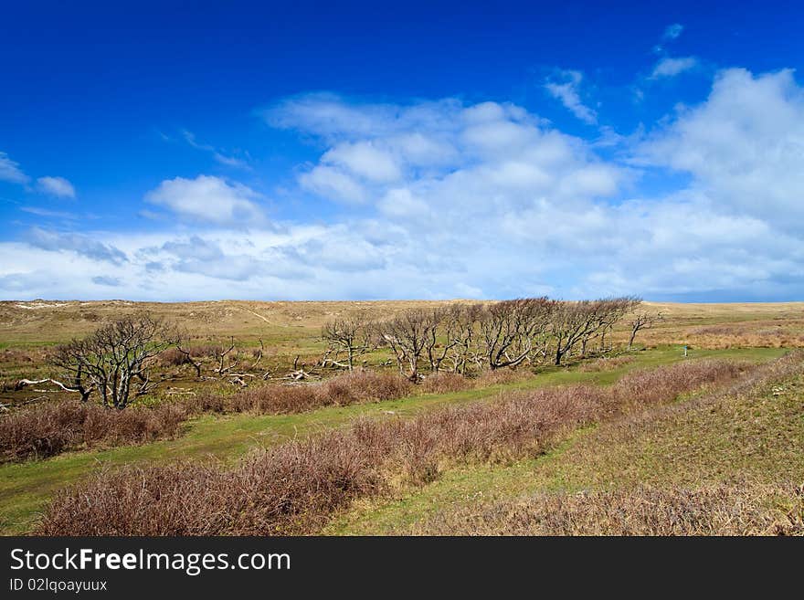 Trees standing near the dunes in a grassland