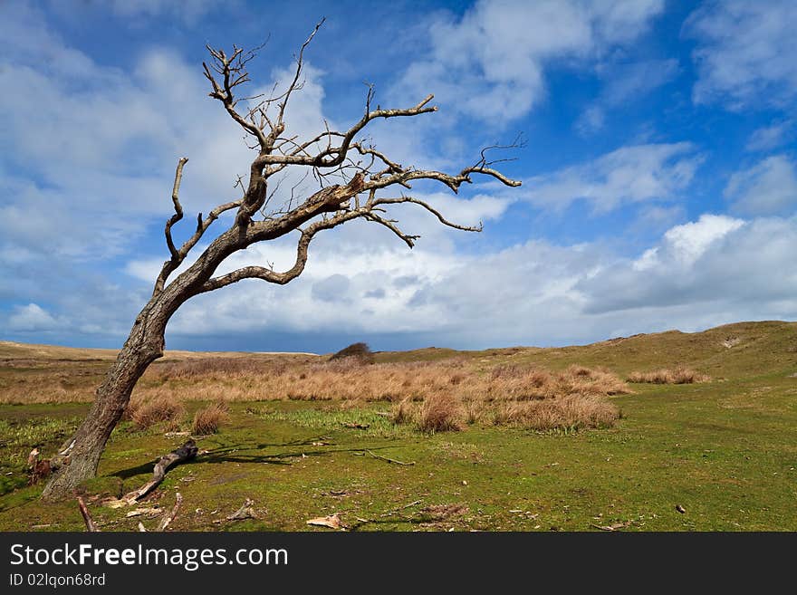 Tree standing near the dunes in a grassland