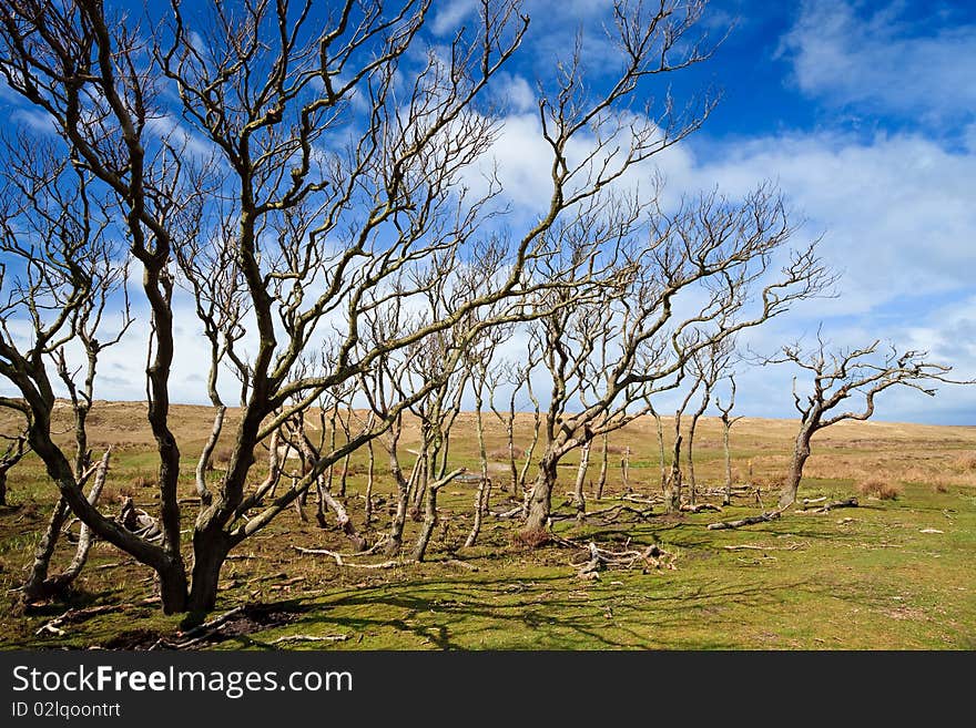 Trees standing near the dunes in a grassland