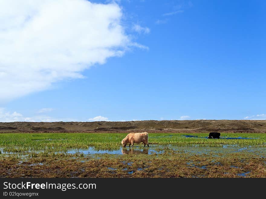 Scottisch Highlanders Walking Through The Wetlands