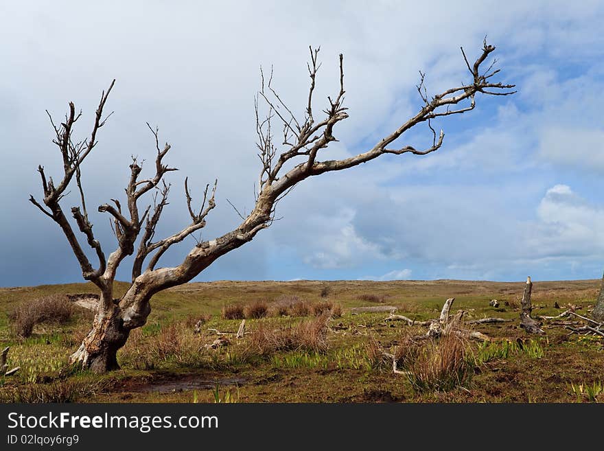 Tree standing near the dunes