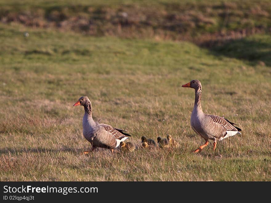 White-fronted goose couple with youngsters