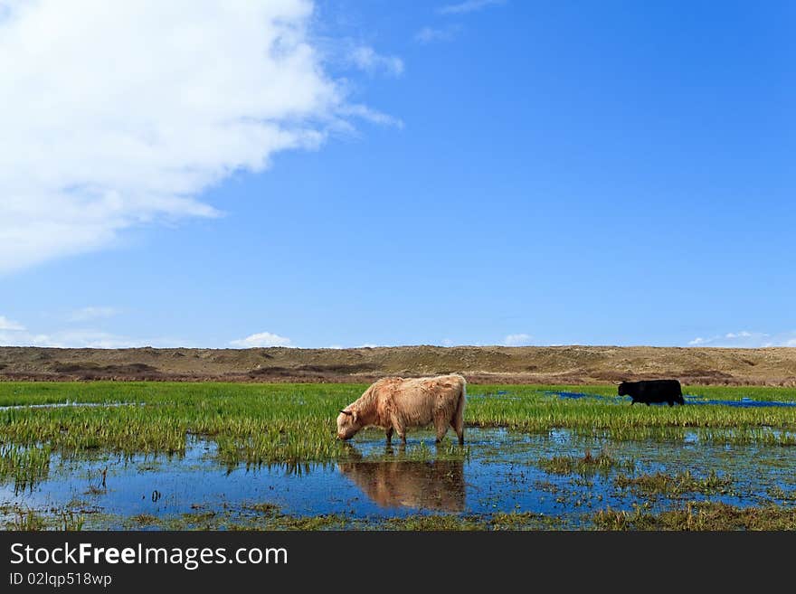 Scottish highlanders walking through the wetlands