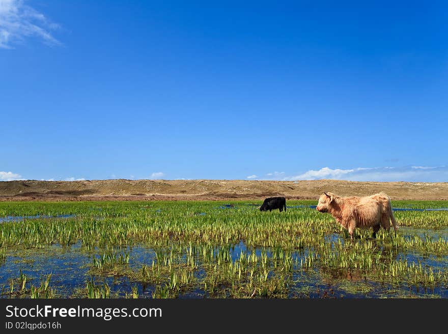 Scottisch highlanders walking through the wetlands