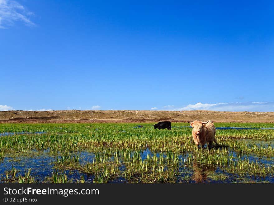 Scottisch highlanders walking through the wetlands