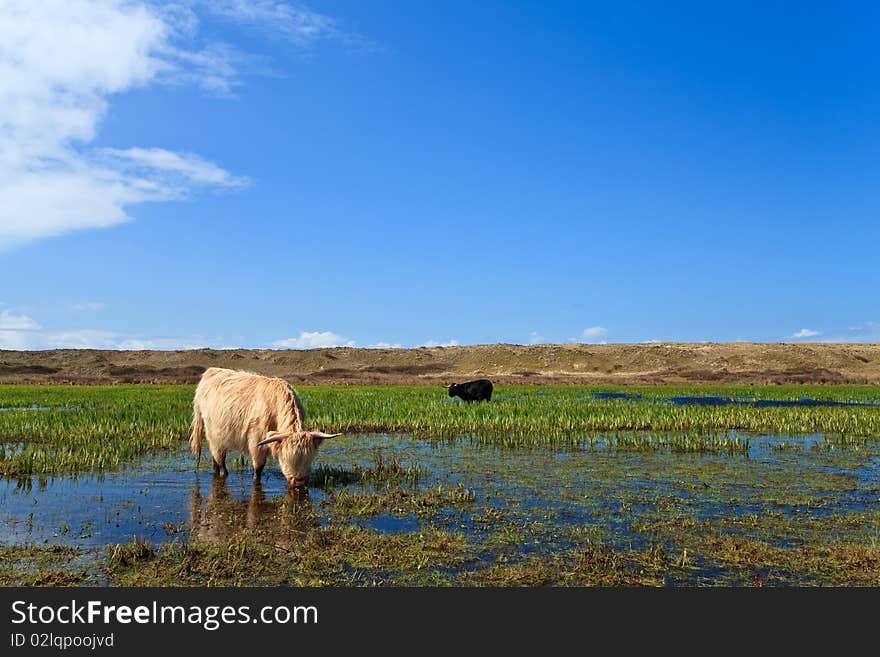 Scottisch highlanders walking through the wetlands