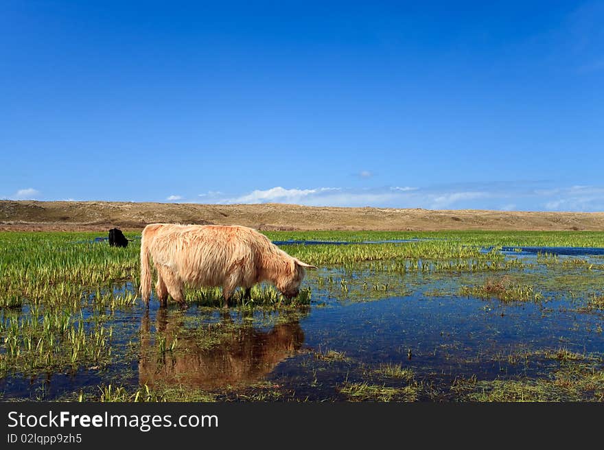 Scottisch highlanders walking through the wetlands