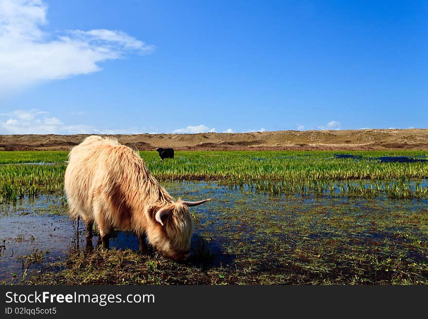 Scottisch highlanders walking through the wetlands