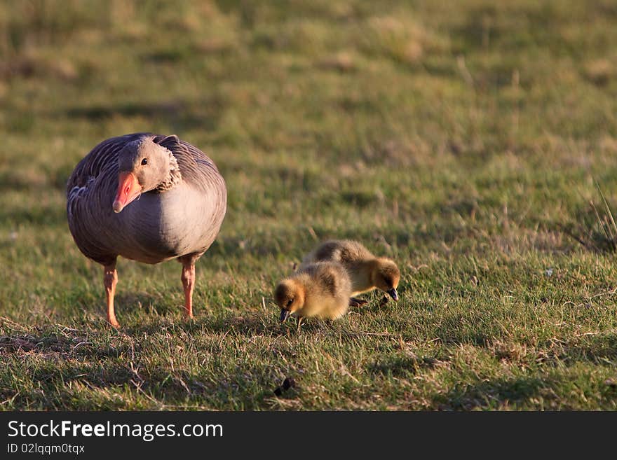 White-fronted goose with youngsters