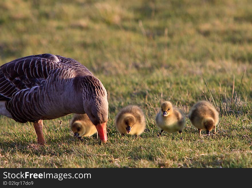 White-fronted goose with youngsters