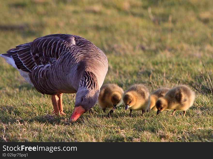 White-fronted Goose With Youngsters