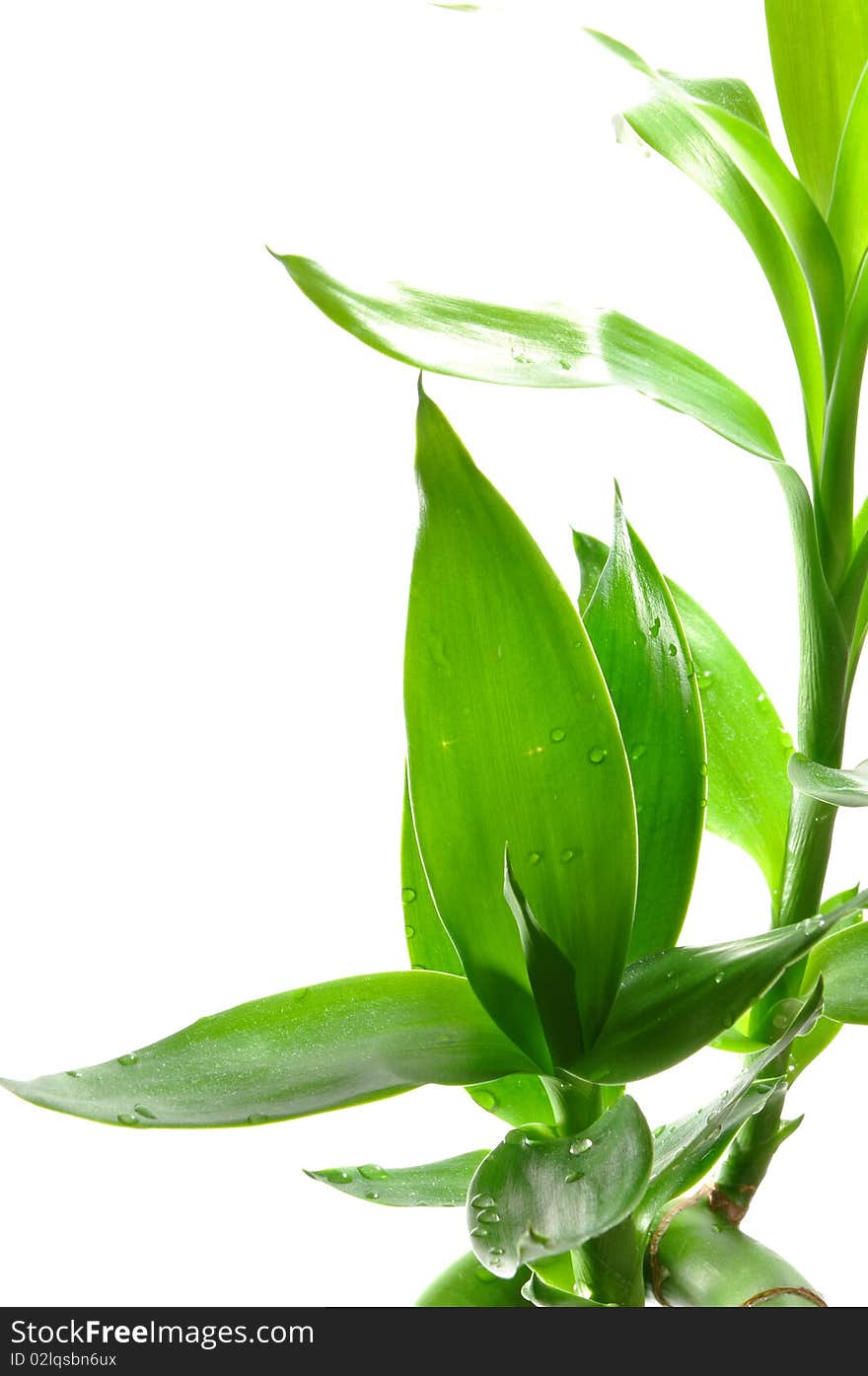 Isolated lucky bamboo on white background