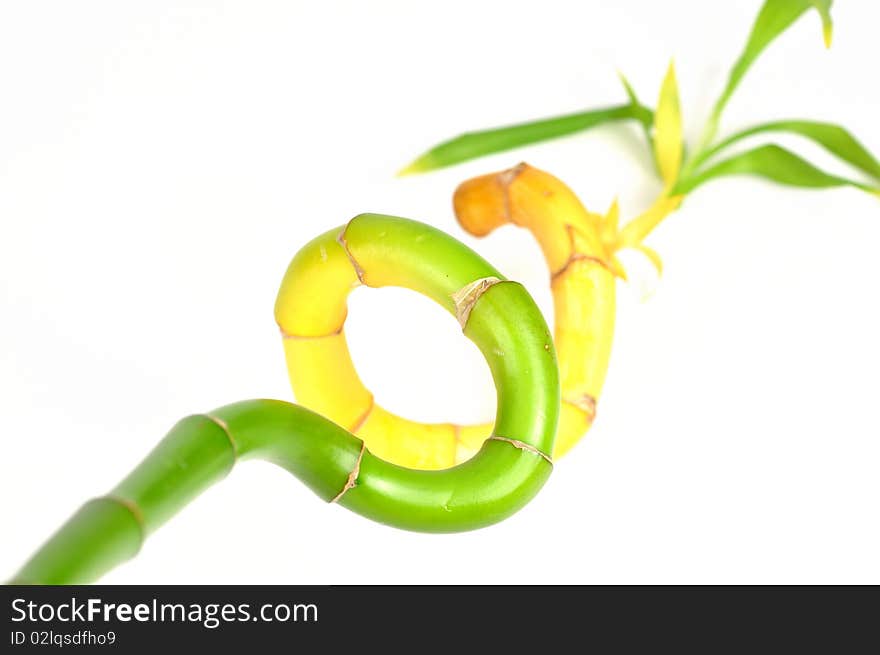 Isolated lucky bamboo on white background