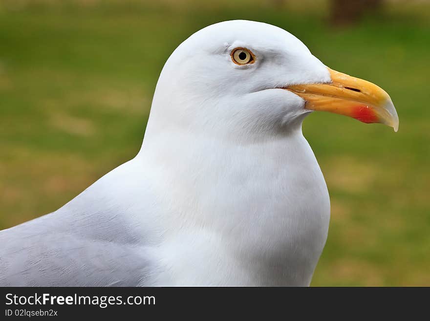 Big White Herring Gull Bird