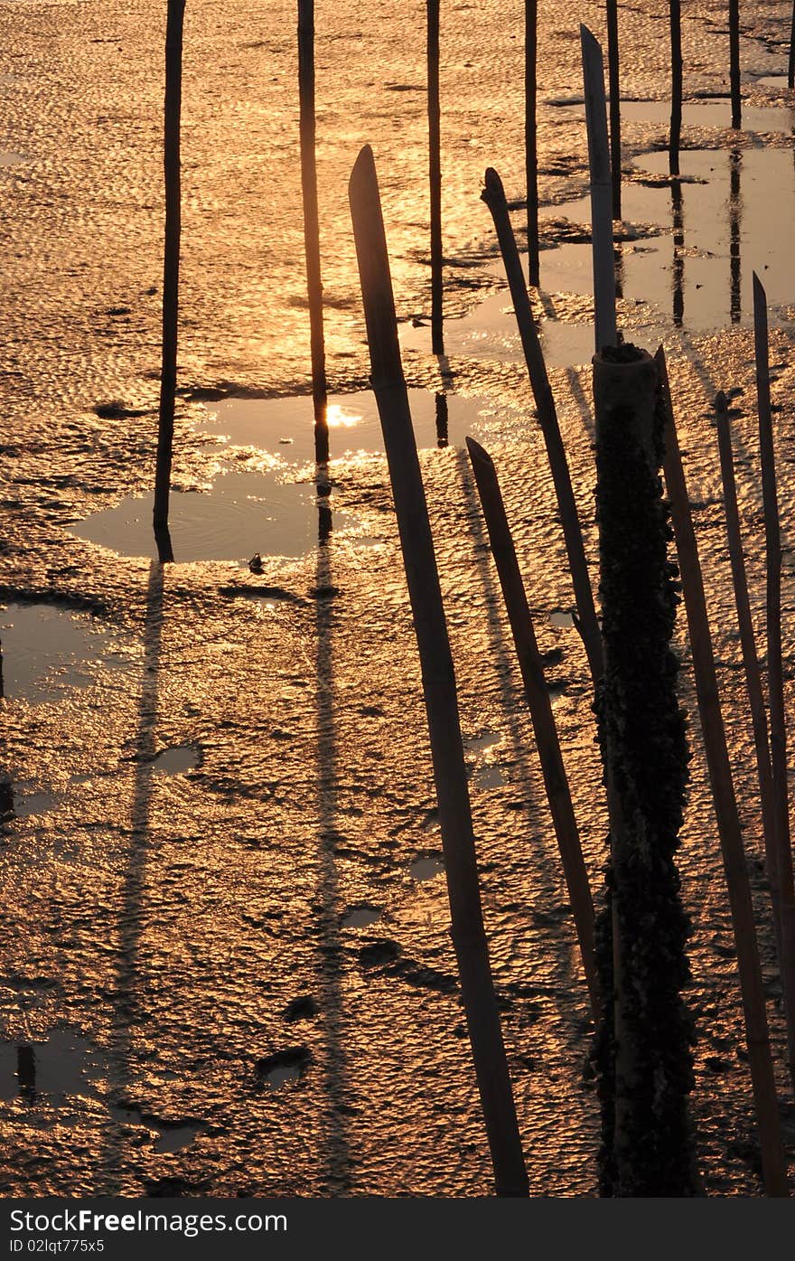 Evening day at Mangrove forest.