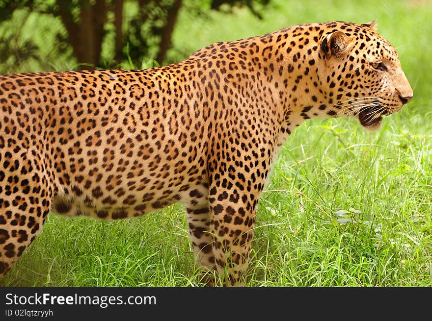 Leopard In The Plains