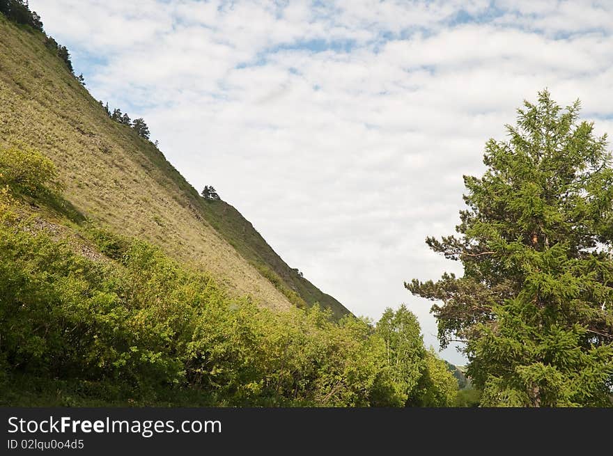 Trees on declivity of the mountain. Trees on declivity of the mountain