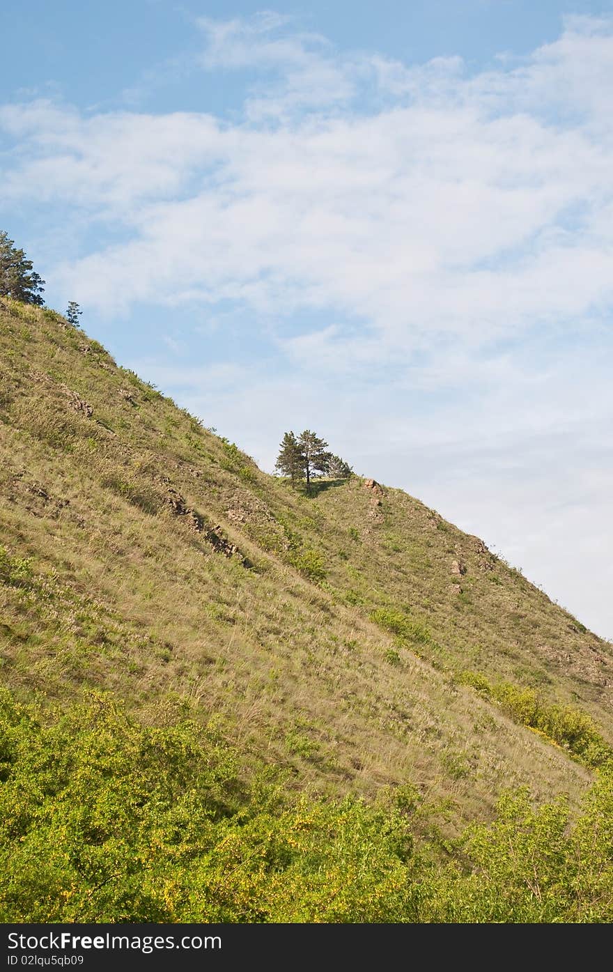 Trees on declivity of the mountain. Trees on declivity of the mountain