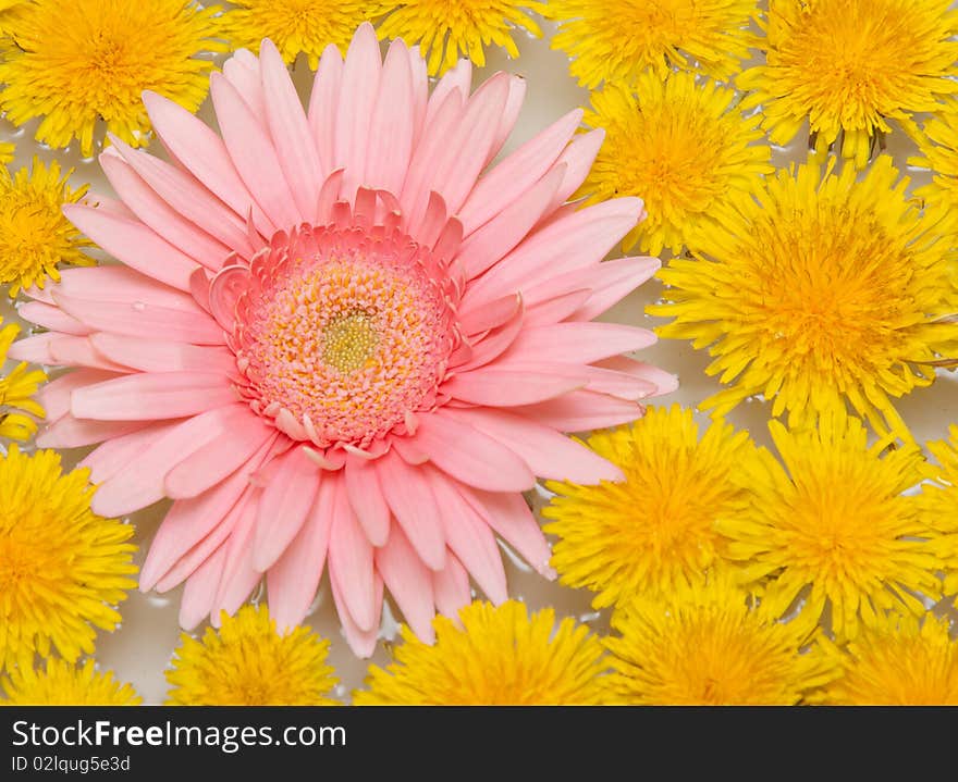 Yellow dandelions and red gerbera