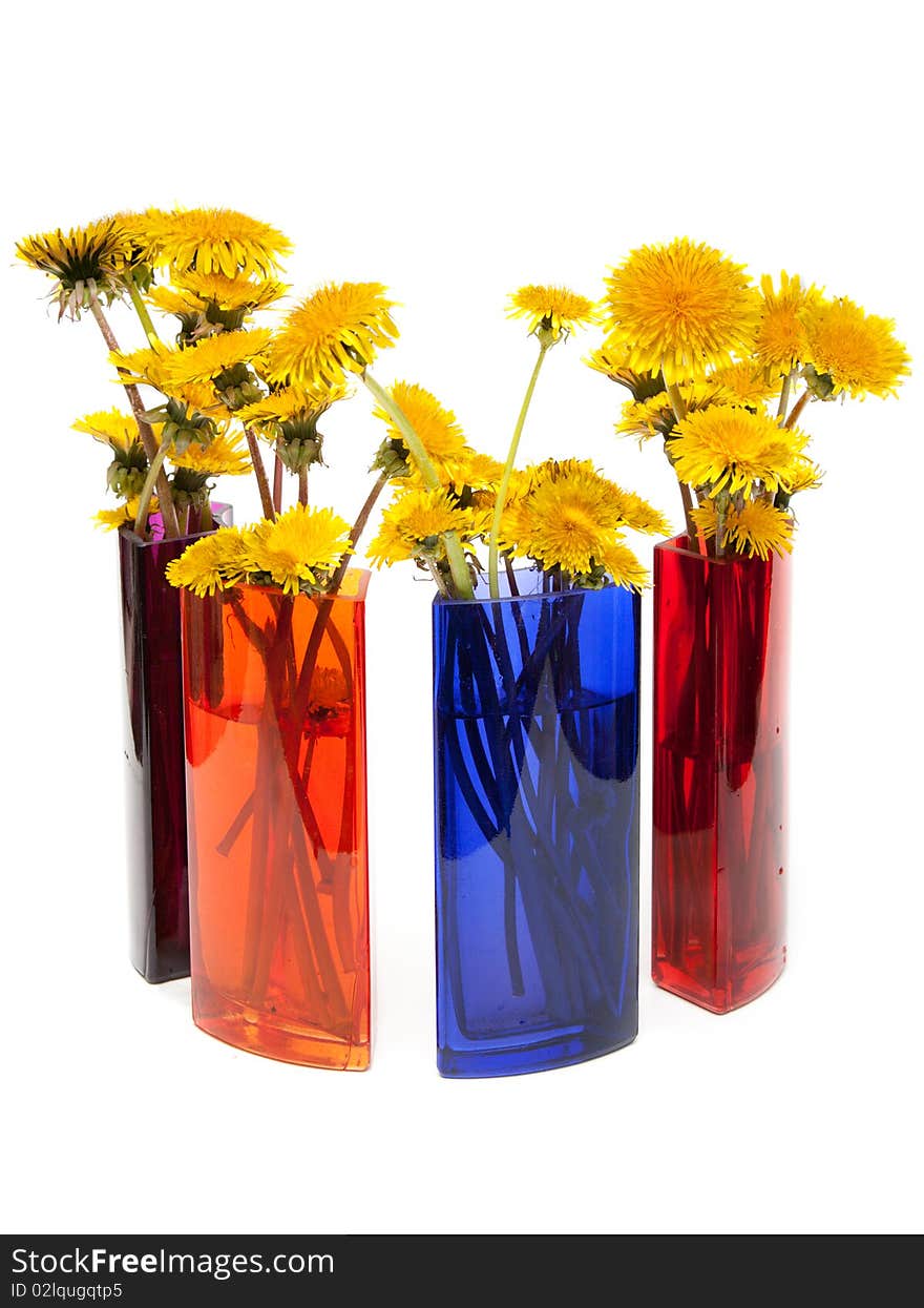 Yellow dandelions in glass colour vase on white background