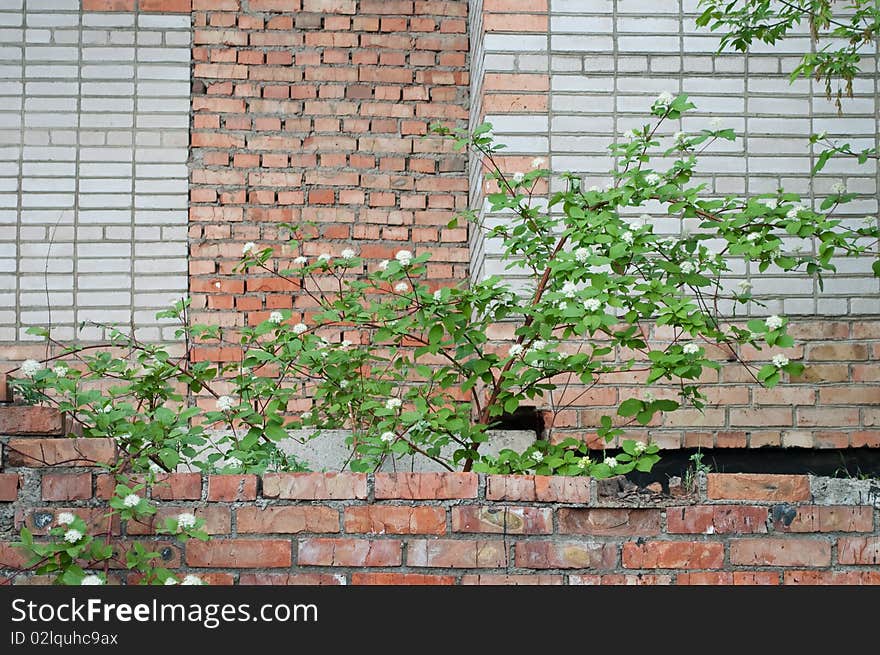 Bush on background brick wall. Bush on background brick wall