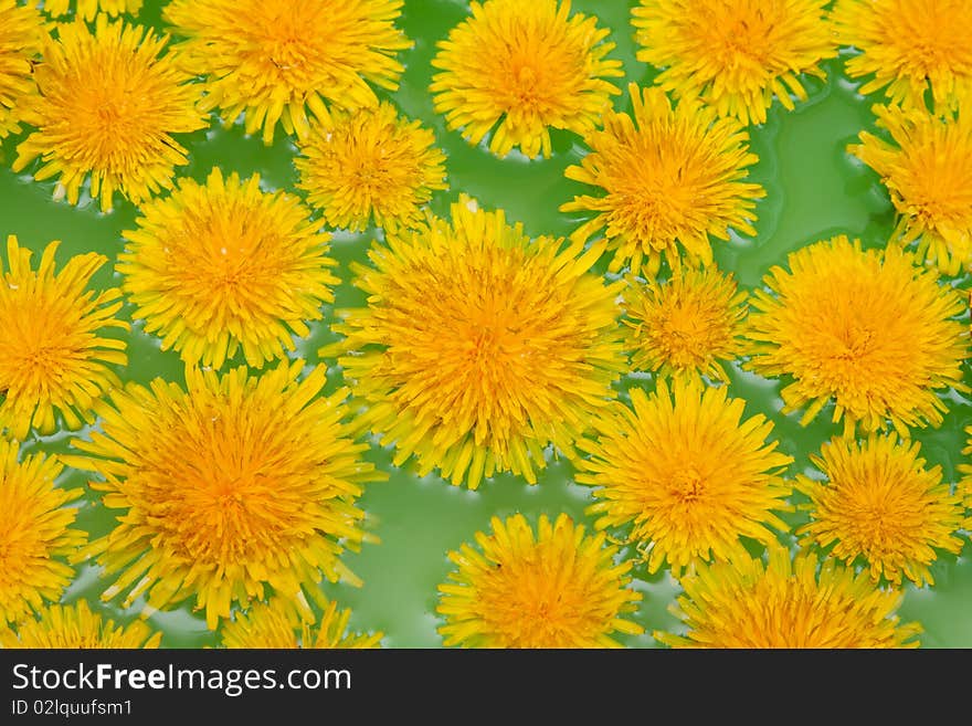 Yellow dandelions sail on green water by background