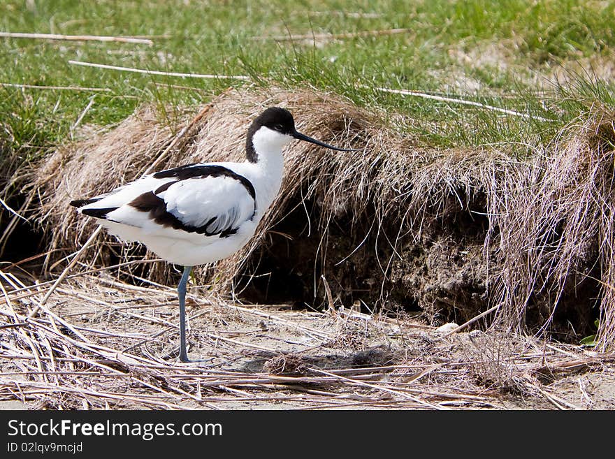 White Avocet Bird Standing Near Water