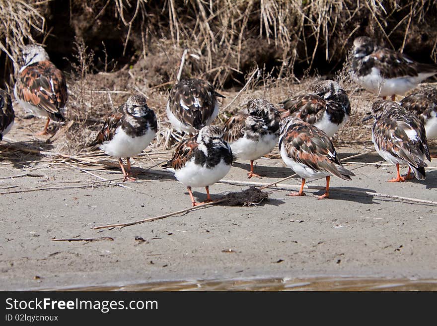 Turnstone Bird Standing Near Water