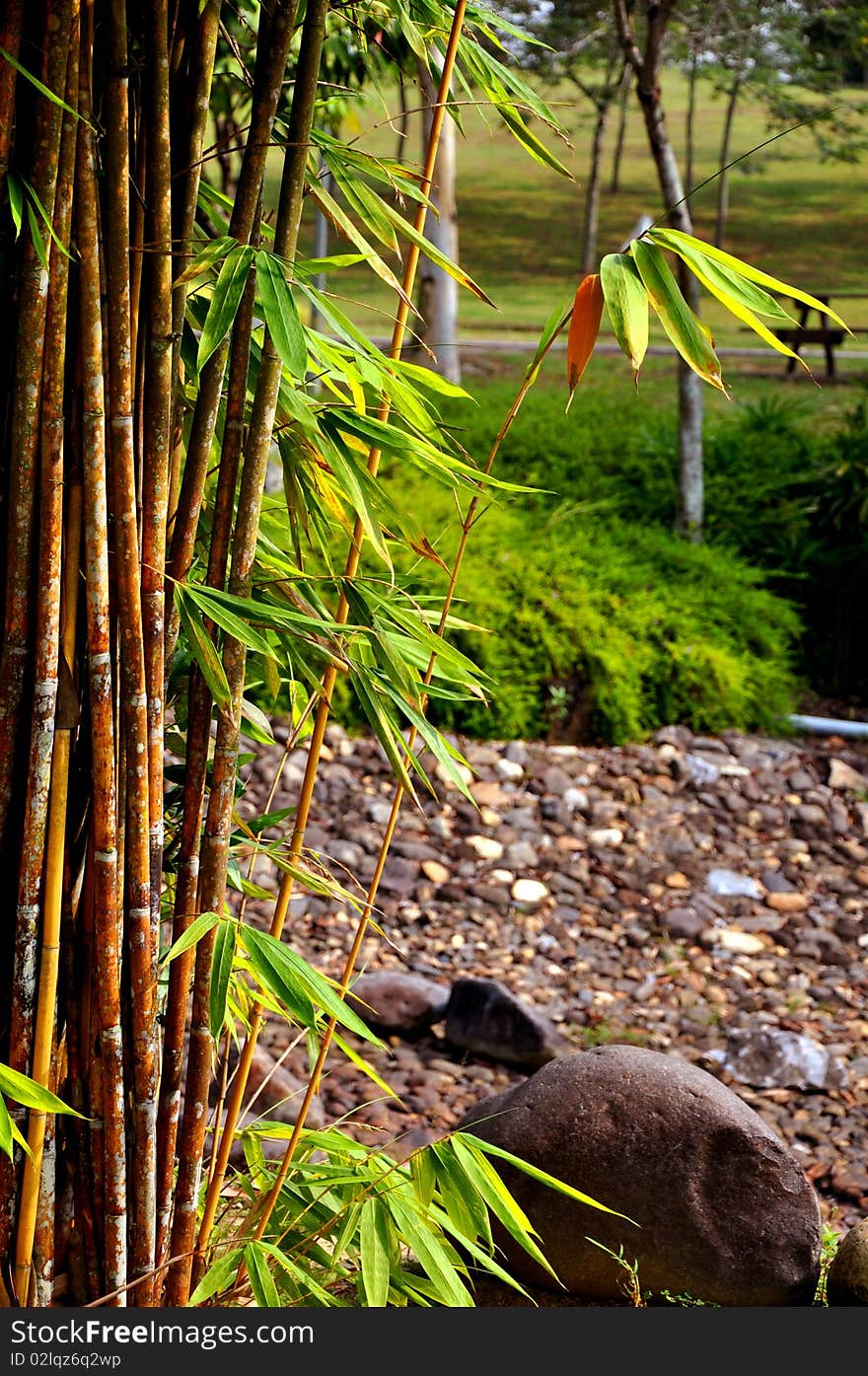 Bamboo at Taman Bukit Jalil Malaysia