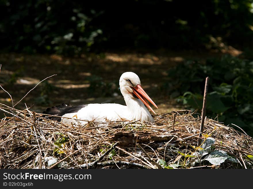 Stork in the nest