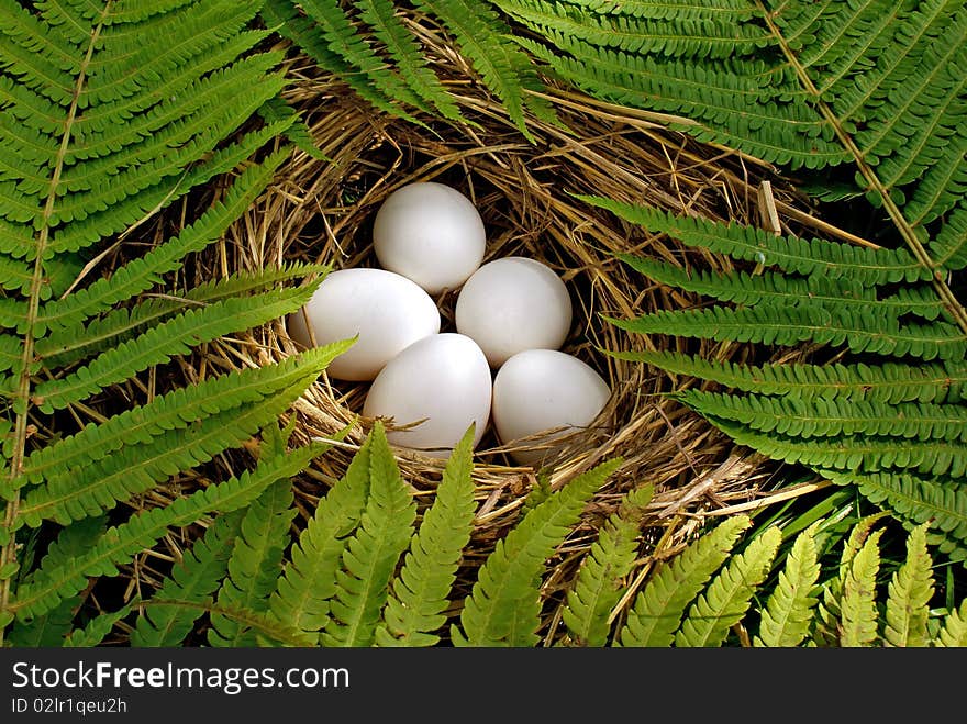 Tender beam morning sun softly warm batch of eggs forest bird. Tender beam morning sun softly warm batch of eggs forest bird