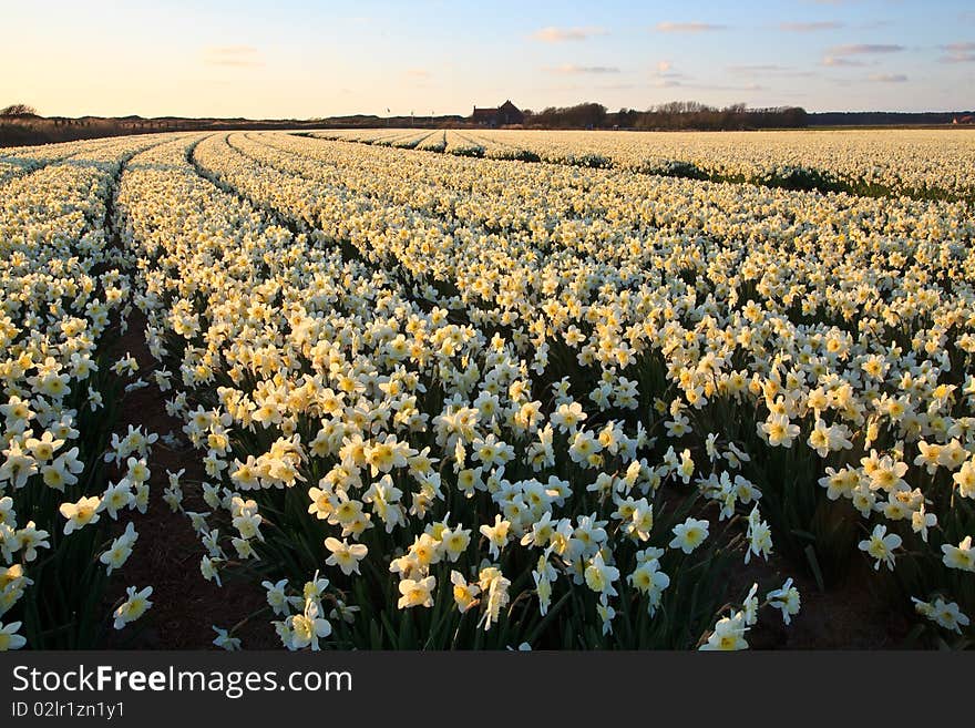 Large narcissus field in spring