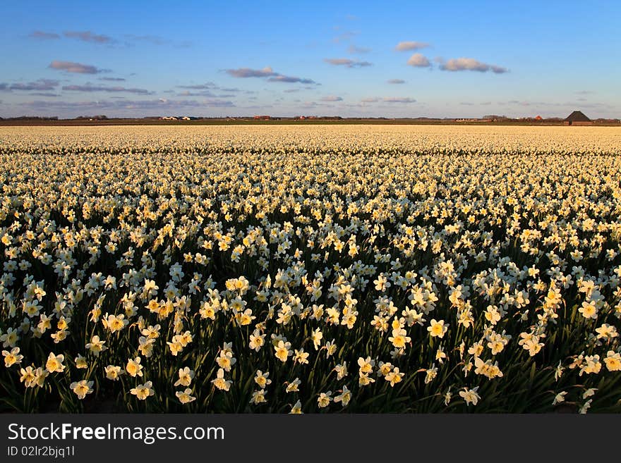 Large narcissus field in spring