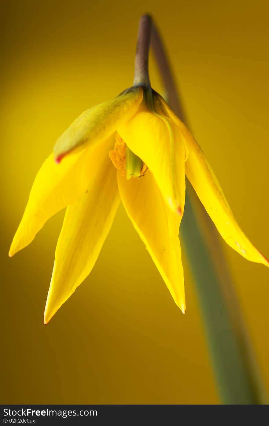 Yellow Tulip