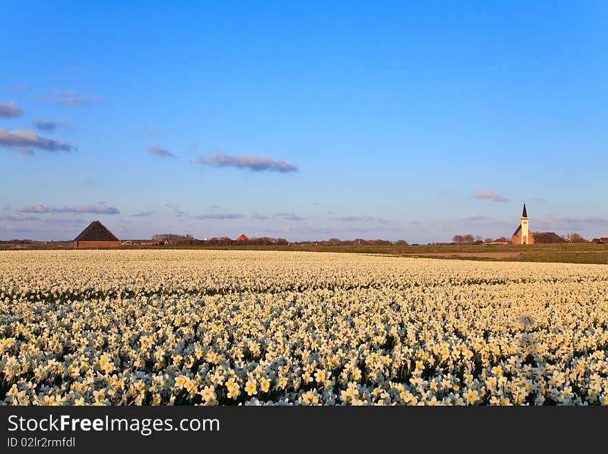 Large Narcissus Field In Spring