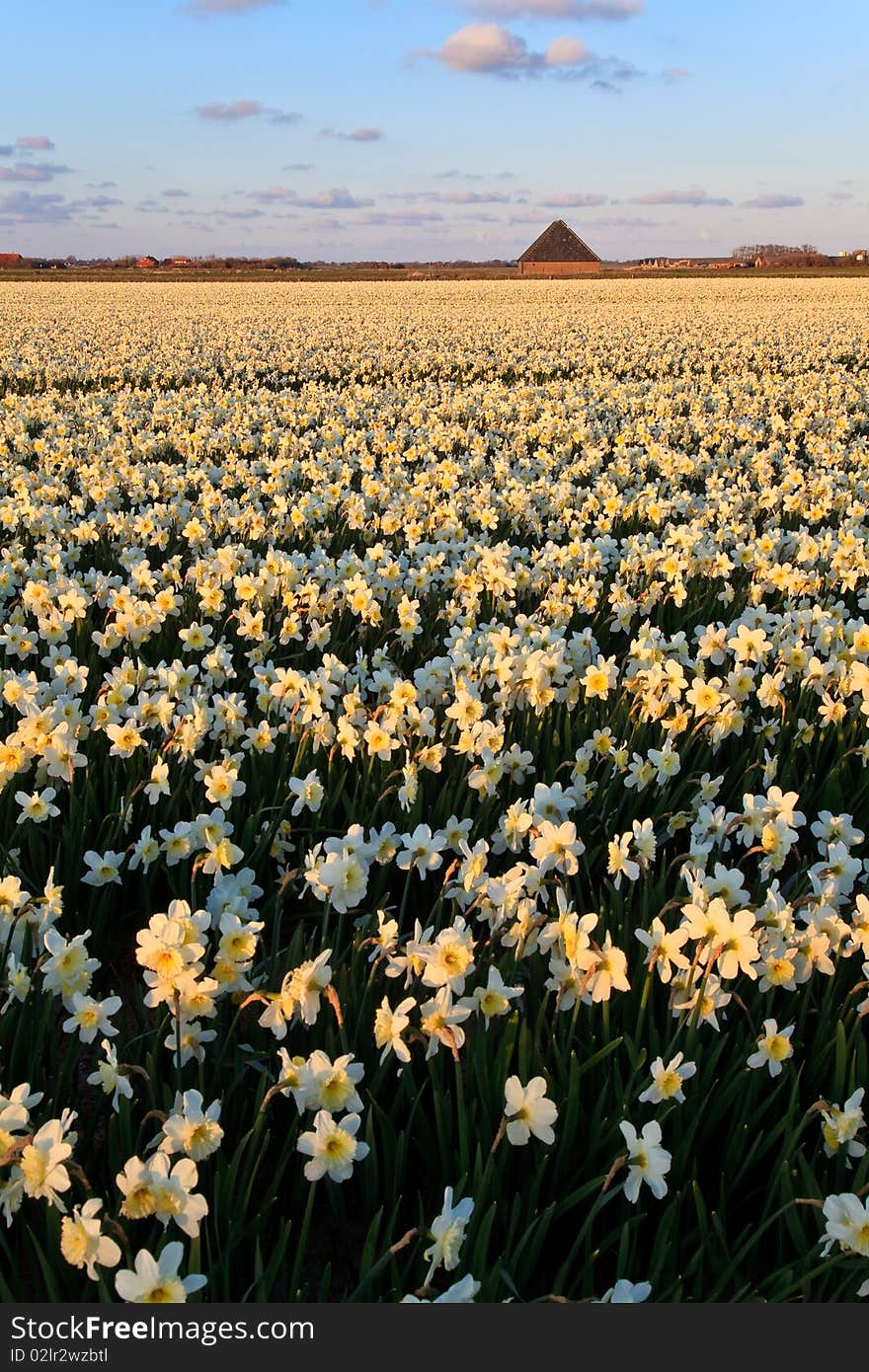 Large narcissus field in spring