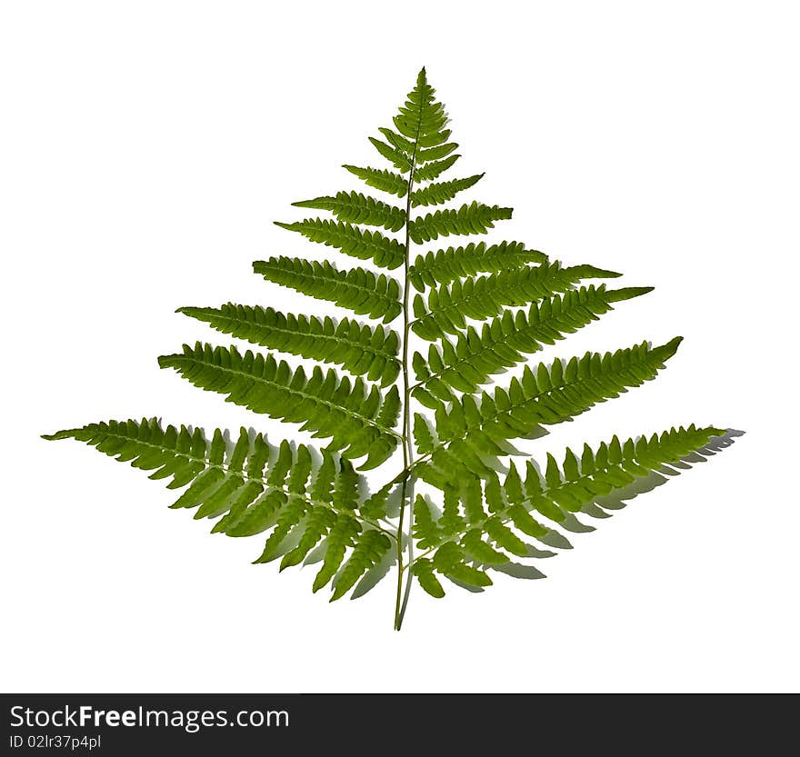 Green fern leave