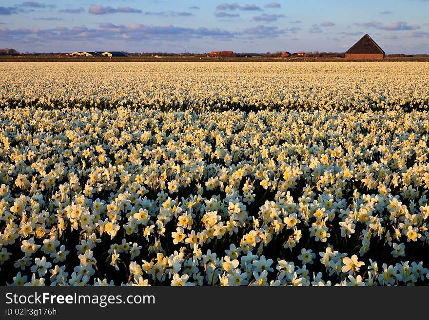 Large narcissus field in spring