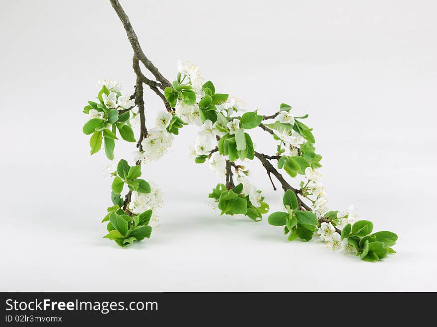 Inflorescences of white colours on branches and green leaflets. Inflorescences of white colours on branches and green leaflets.