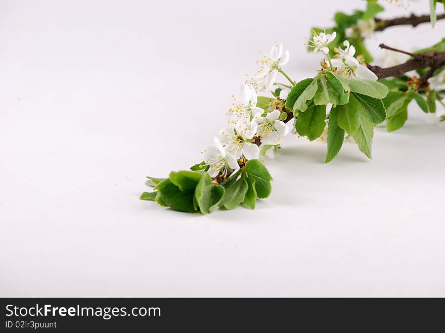 Inflorescences of white colours on branches and green leaflets. Inflorescences of white colours on branches and green leaflets.