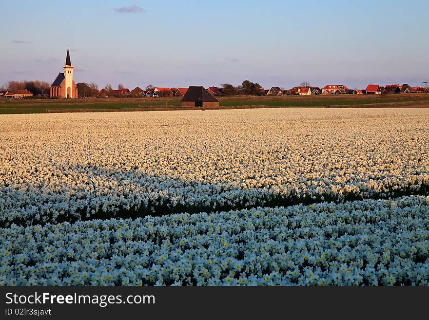 Large Narcissus Field In Spring