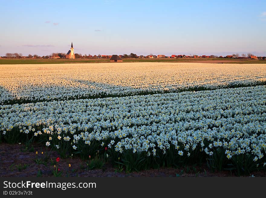 Large Narcissus Field In Spring