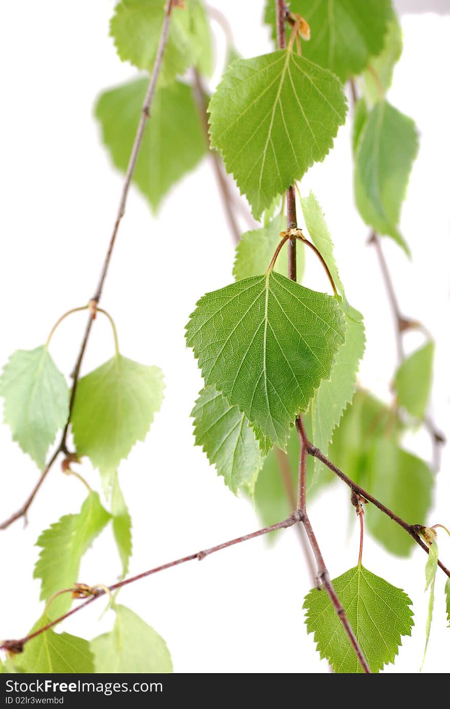 Green leaflets on a branch in a clear sunny day.