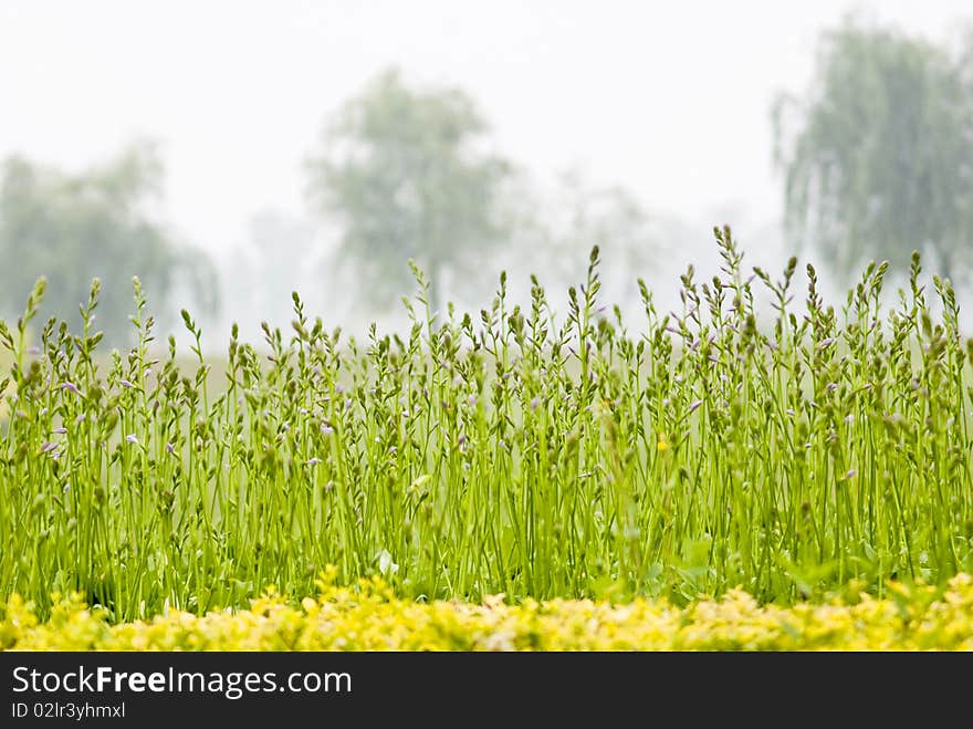 The green plants in the quiet garden