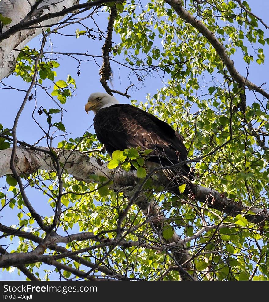 American Bald Eagle