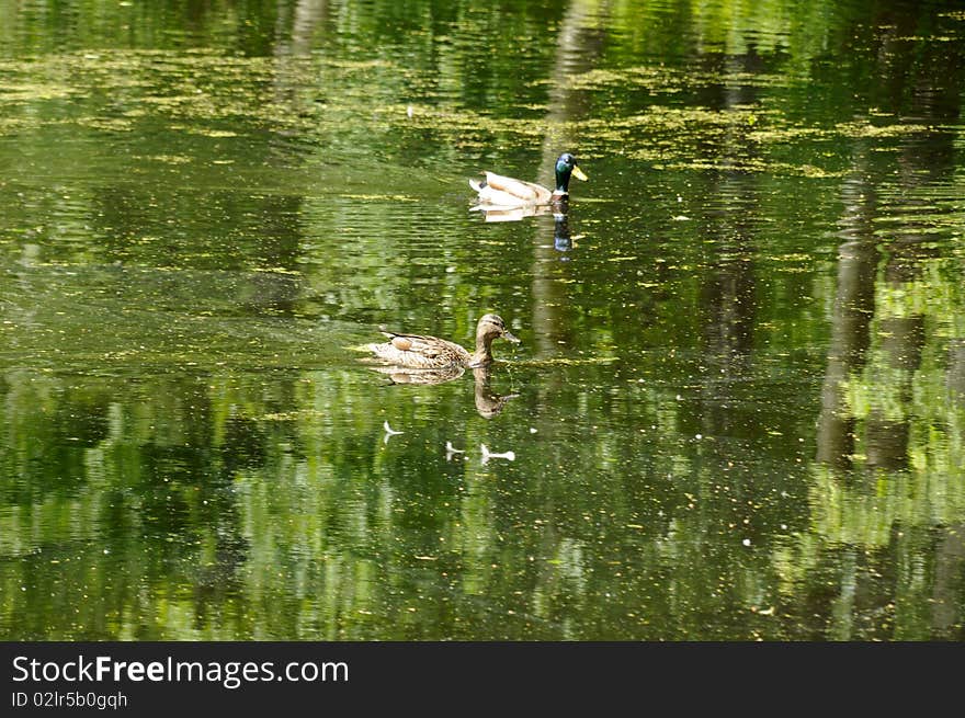 Two ducks on a pond