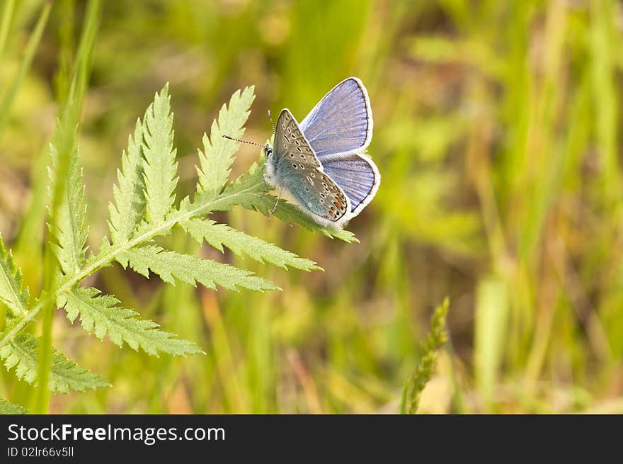 Argus before a sun-drenched meadow - Lycaenidae. Argus before a sun-drenched meadow - Lycaenidae